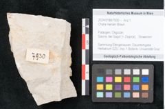 Foto (Objekt + Etikett) von Chara meriani Braun (NHMW-GEO-2024-0188-7930)